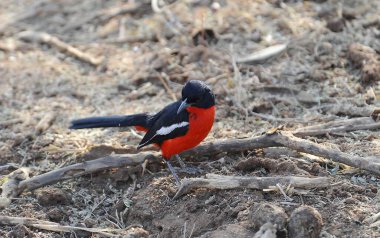 kırmızı kuş ağacın dalında