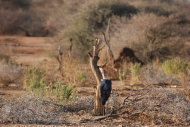 Çöldeki kuru bir ağaçtaki şirin bir kuşun yakın plan fotoğrafı.