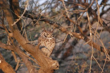 bir ağaçta baykuş
