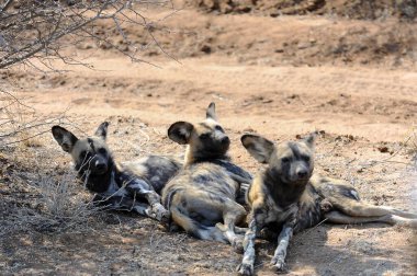 Sırtlan Kruger Ulusal Parkı, Güney Afrika