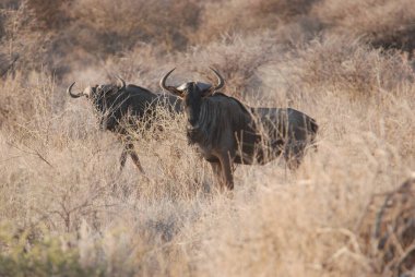 Bir grup antilop (taetes conta) kuru otların arasında.