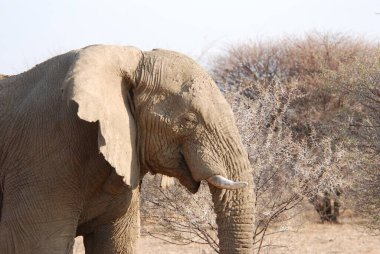 Afrika fili (Loxodonta africana) Güney Afrika 'daki Kruger Ulusal Oyun Parkı' ndaki kuru ağaçta yürüyor.