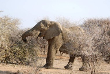 Afrika savanasındaki fil, Afrika