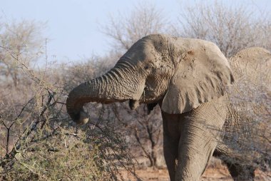 Savanadaki büyük bir filin yakın plan çekimi.