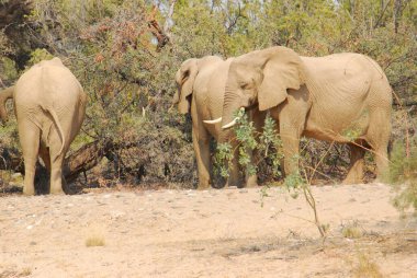 Savanadaki Afrikalı fil ailesi.