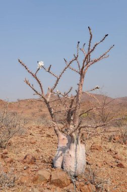 Beyaz ve kırmızı çiçekli ölü bir ağaç.