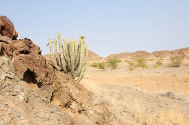 Ağacı ve dağı olan güzel bir manzara.
