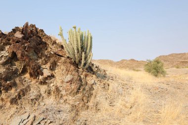 Çölde güzel doğa