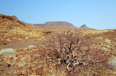 Çölde kırmızı kuru yaprakları olan kuru ağaç.