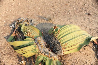 Bir kaktüse yakın.