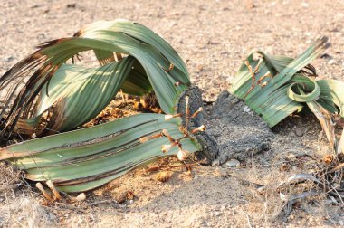 Bahçede yeşil yapraklar