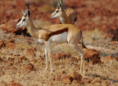 white deer in the desert
