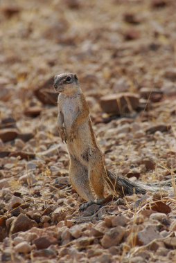 Çölde küçük bir sincap.