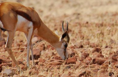 tarladaki kırmızı geyik