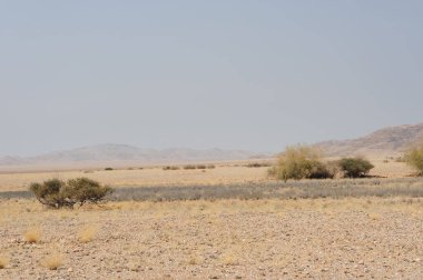 Çölde büyük bir ağacı olan güzel bir manzara.