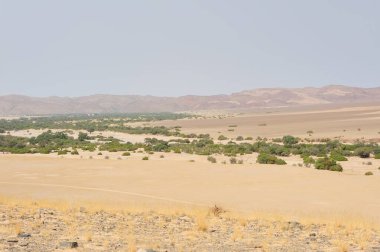 Çölde bir ağacı olan güzel bir manzara.