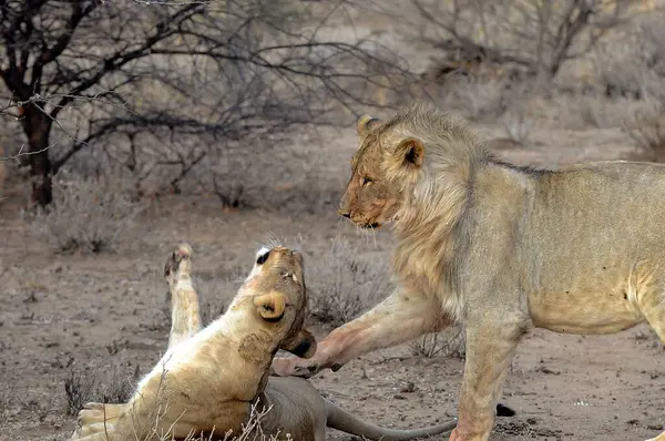 Güney Afrika 'daki Kruger Ulusal Parkı' nda aslanlar.