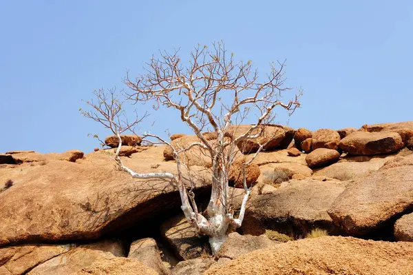 Çölde kuru ağaç