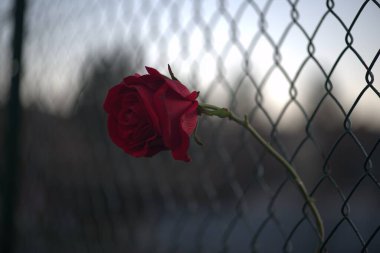 Çitlerde kırmızı gül