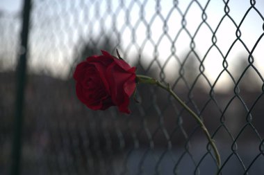 Bahçede kırmızı gül