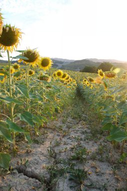 Gün batımında ayçiçeği tarlası
