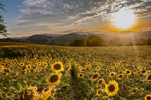 Tarlanın üzerinde güzel bir gün batımı