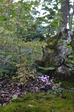 Dağlarda sonbahar ormanı.