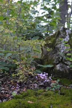 Güzel orman, bitki örtüsü ve yapraklar içinde doğa.