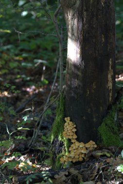Ormandaki mantar, mantar ve ağaç manzarasını kapat.