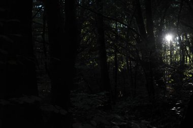 Dağlardaki bir ormanın güzel bir görüntüsü