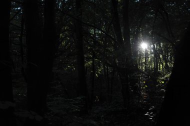 Ormanda güzel bir gün batımı