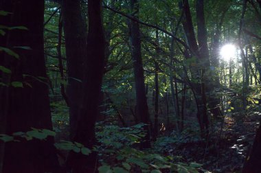 Orman ağaçları güneş ışığında, Slovakya