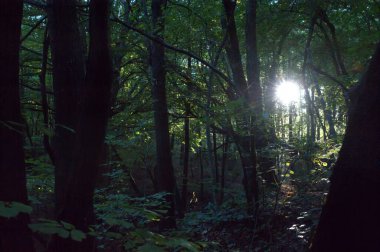 Ormanın güzel manzarası