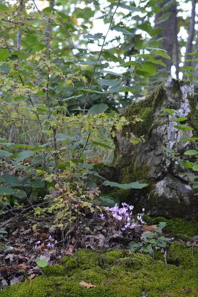 Ormanda dikey yosun görüntüsü.