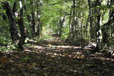 Sonbaharda güzel bir orman