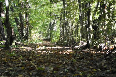 Sonbahar Ormanı, Sonbahar Flora