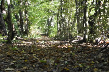 Doğadaki orman ağaçları