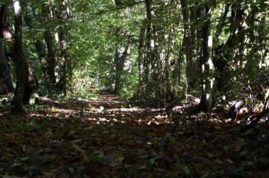 Parktaki ormanın güzel bir görüntüsü.