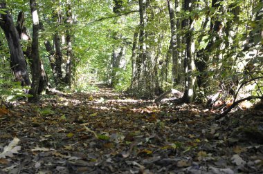 Dağlardaki güzel orman
