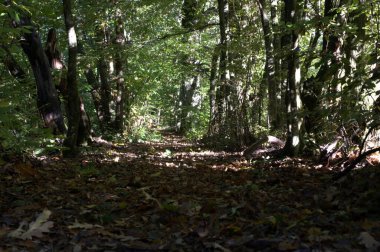 Ağacı ve ormanı olan güzel bir manzara.