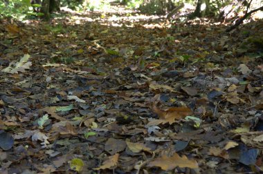 Ormanda bir yere düşen sonbahar yaprakları.