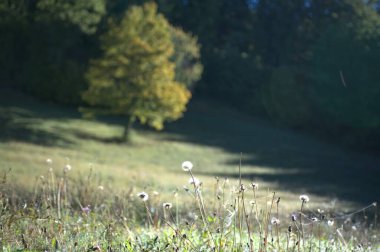 Ağaçlı ve yeşil yapraklı güzel sonbahar manzarası