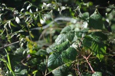 doğa içinde örümcek ağı