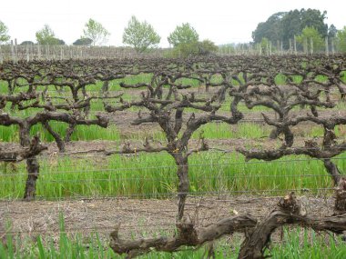 Kırsaldaki üzüm bağları