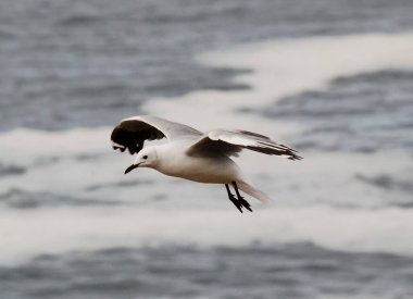 Karadeniz 'de bir martı.