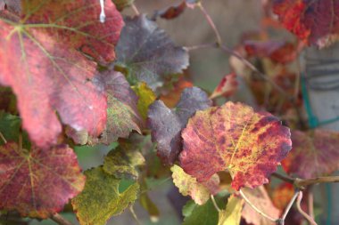 Sonbahar yaprakları, sonbahar bitkileri