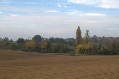 Bir yol ve bir ağaç olan güzel bir tarla görüntüsü