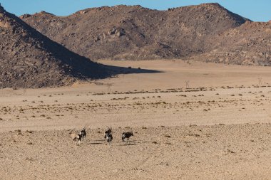 Çölde develer