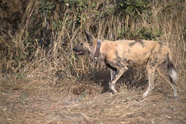 wild dog, kruger national park, south africa