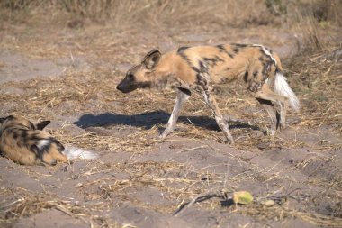 Kruger parkındaki sırtlan, Güney Afrika